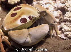 Crab,,,,,mala ramp,lahaina,maui by Jozef Butala 